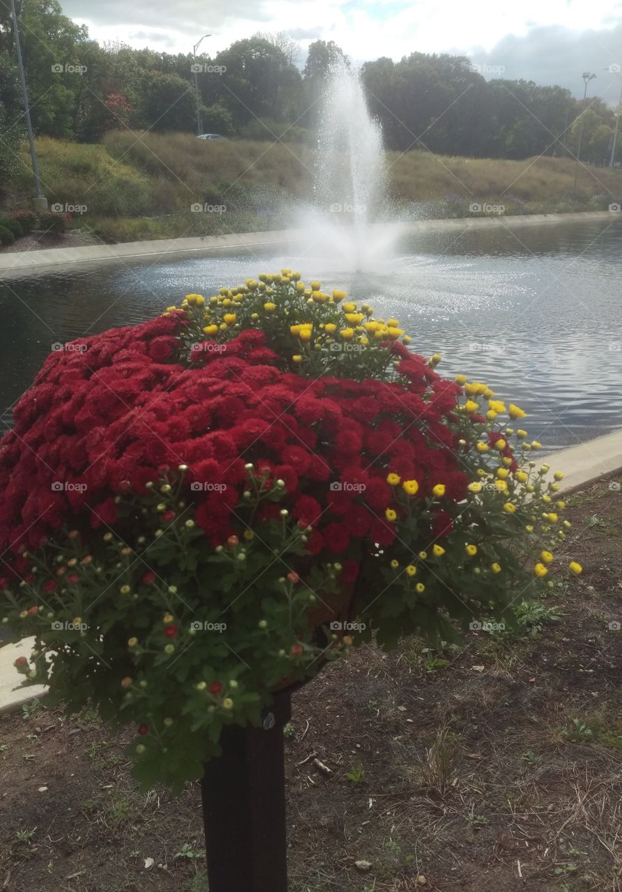 No Person, Water, Tree, Fall, Landscape