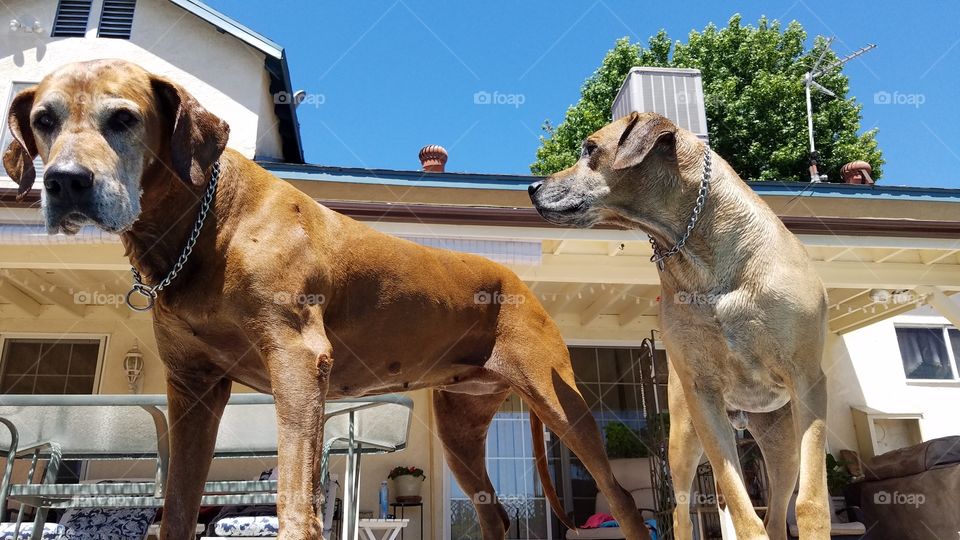 summer poolside babies