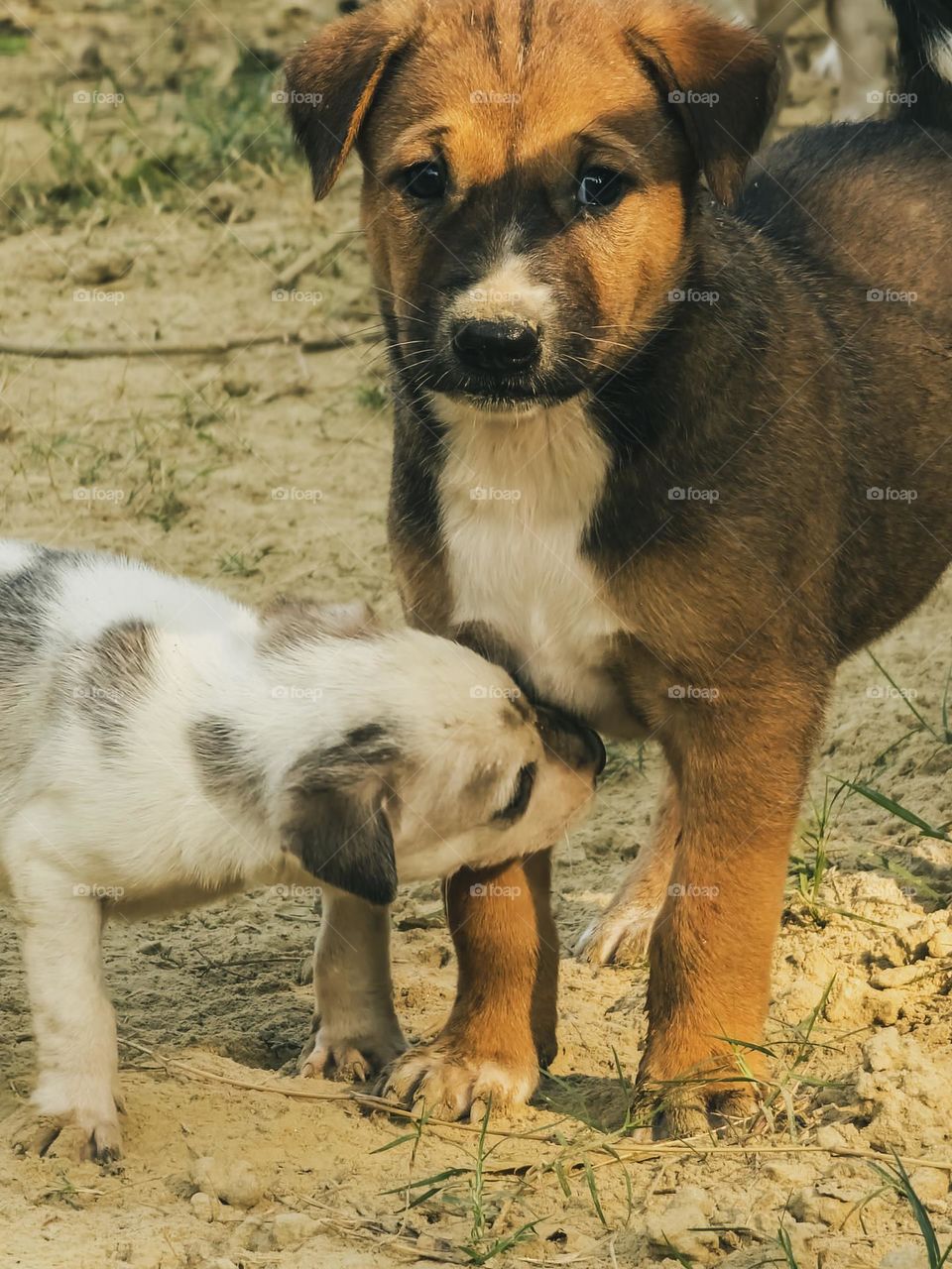 Puppy dogs playing with each other