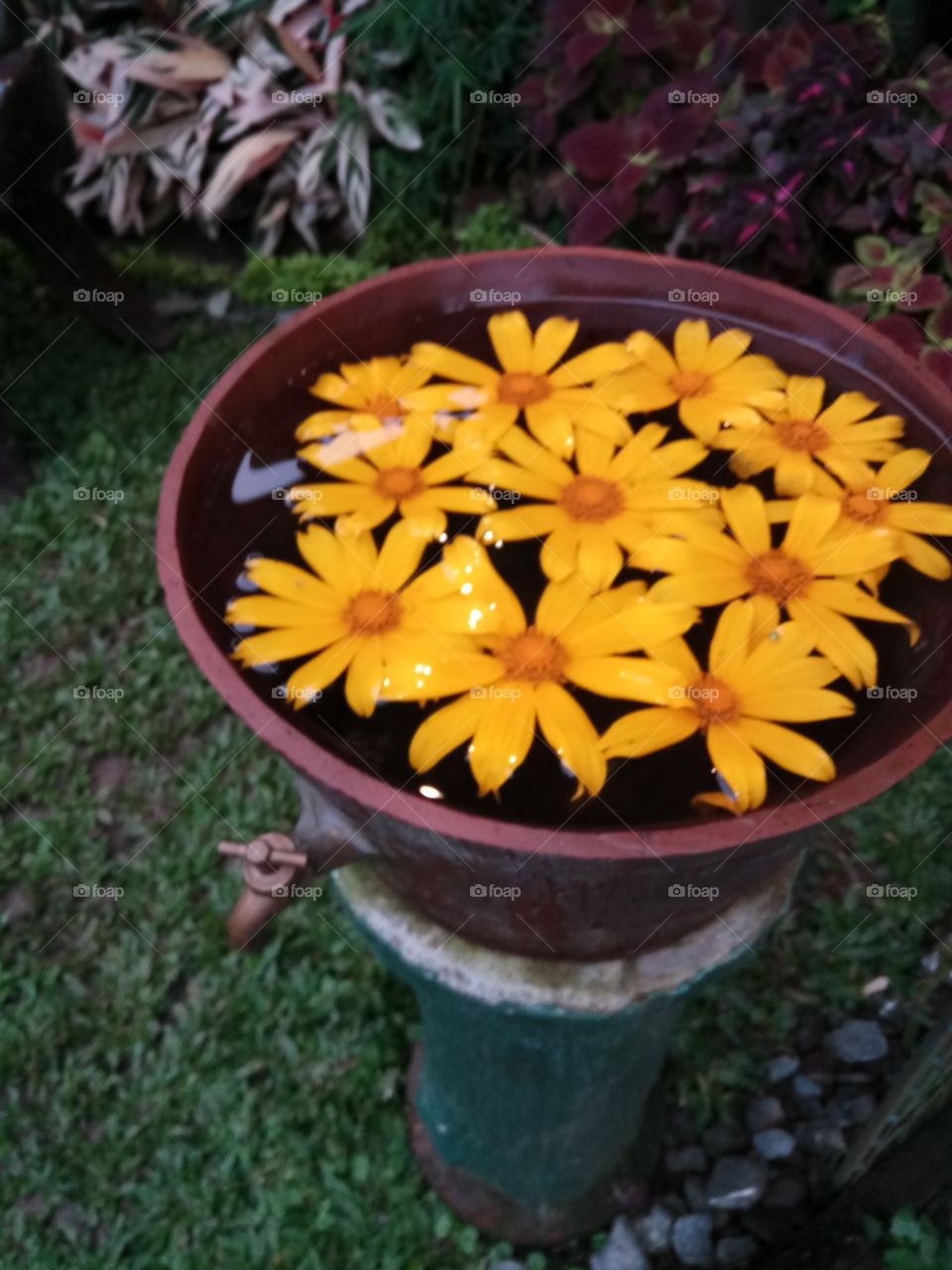 flower pot