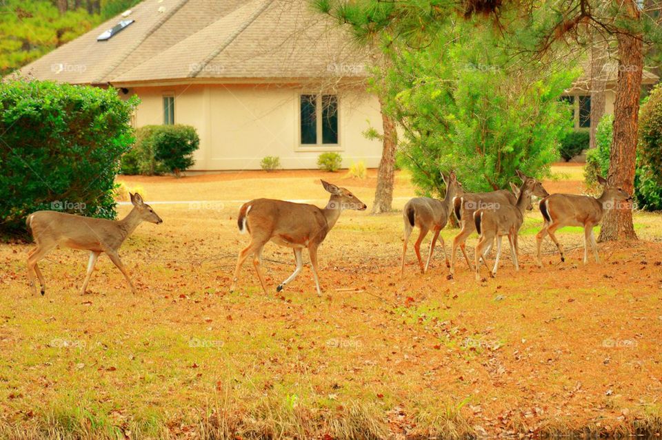 The Herd