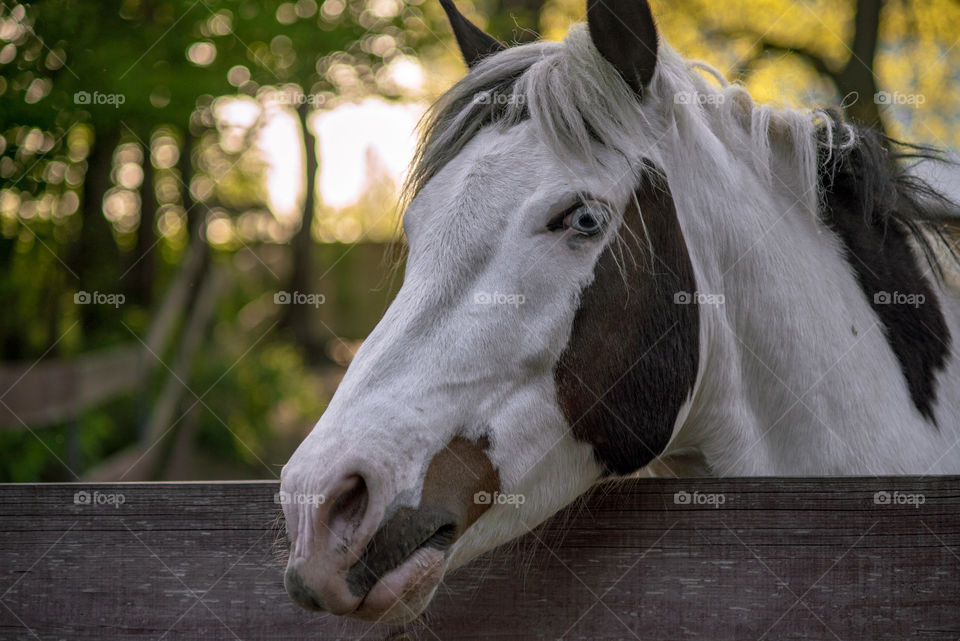 Close-up of a horses near fence