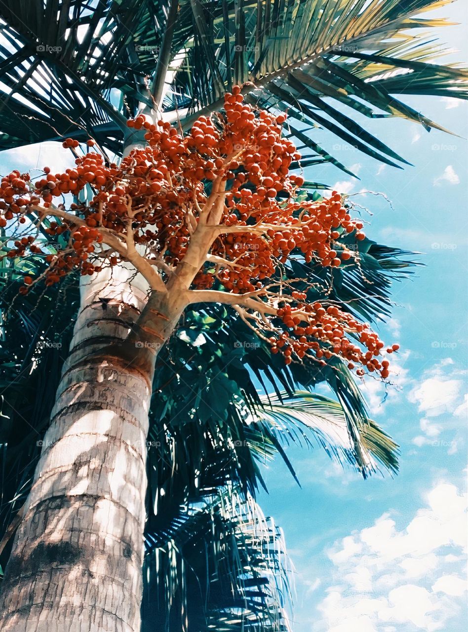 As intensas frutas da palmeira