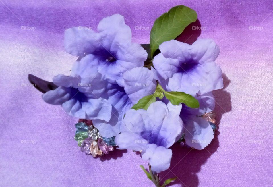 Petunia beautiful spring season flower. Easy to grow 🪴 Very beautiful purple 💜 colour flower 🌺