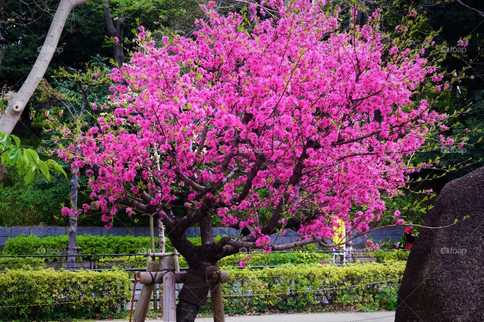 A picture of a blooming cherry tree from Ueno Park in Tokyo.