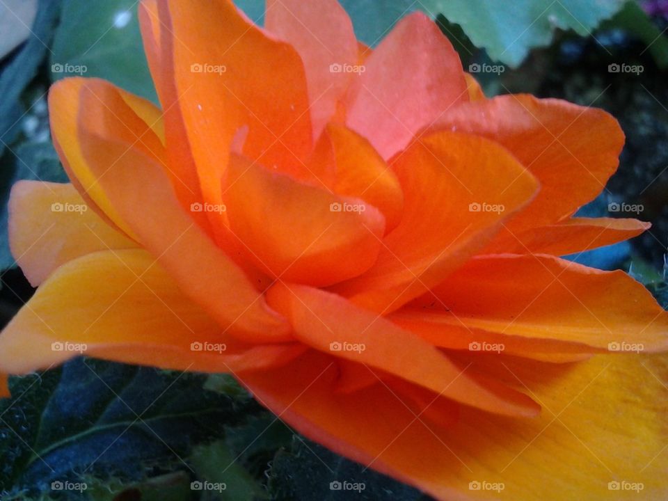 orange flower