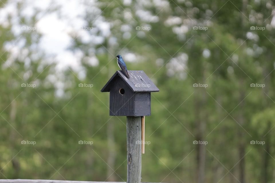 swallow bird 