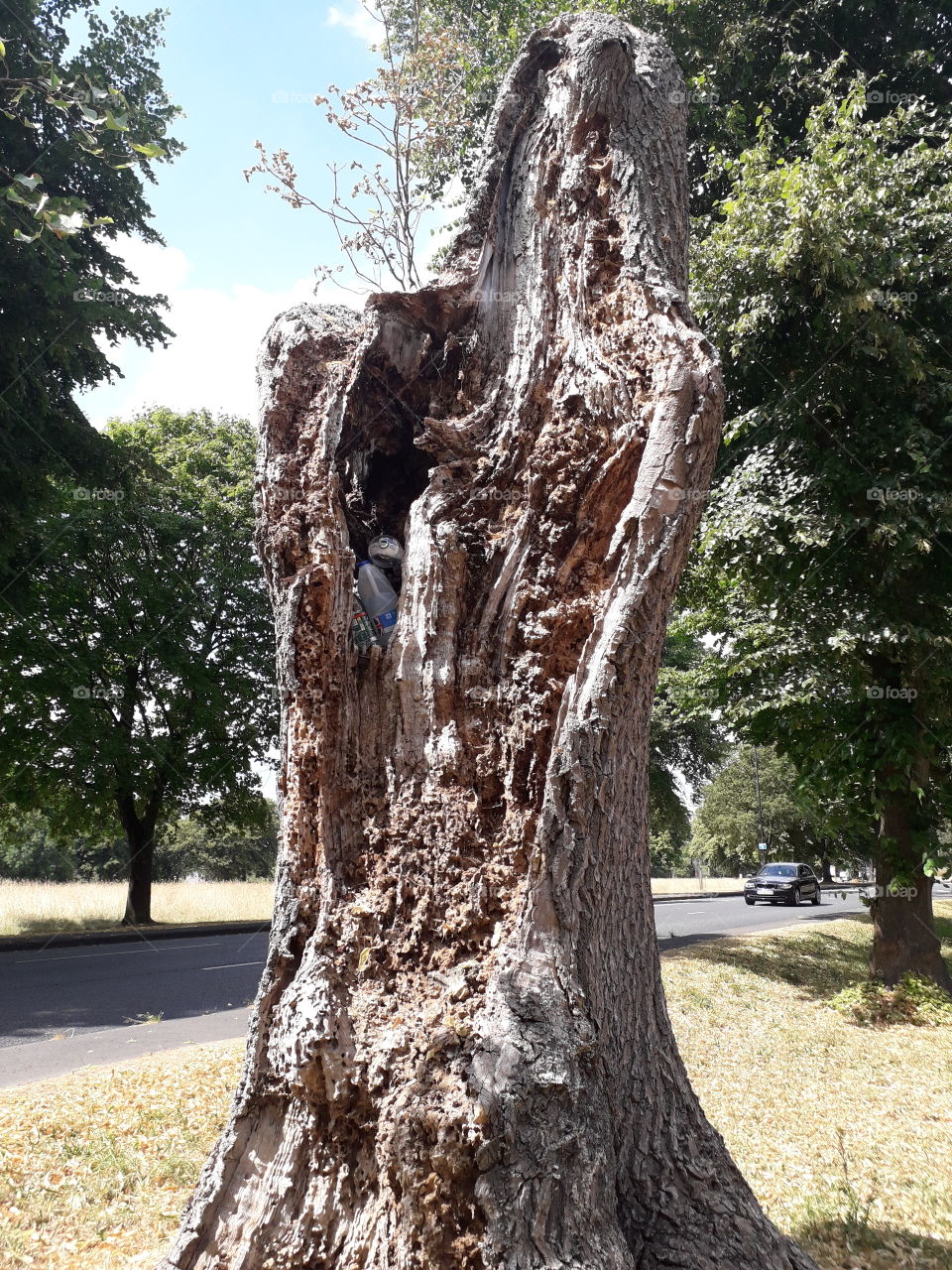 detailed tree stump Bristol