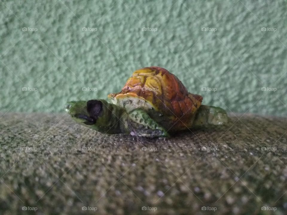 Turtle