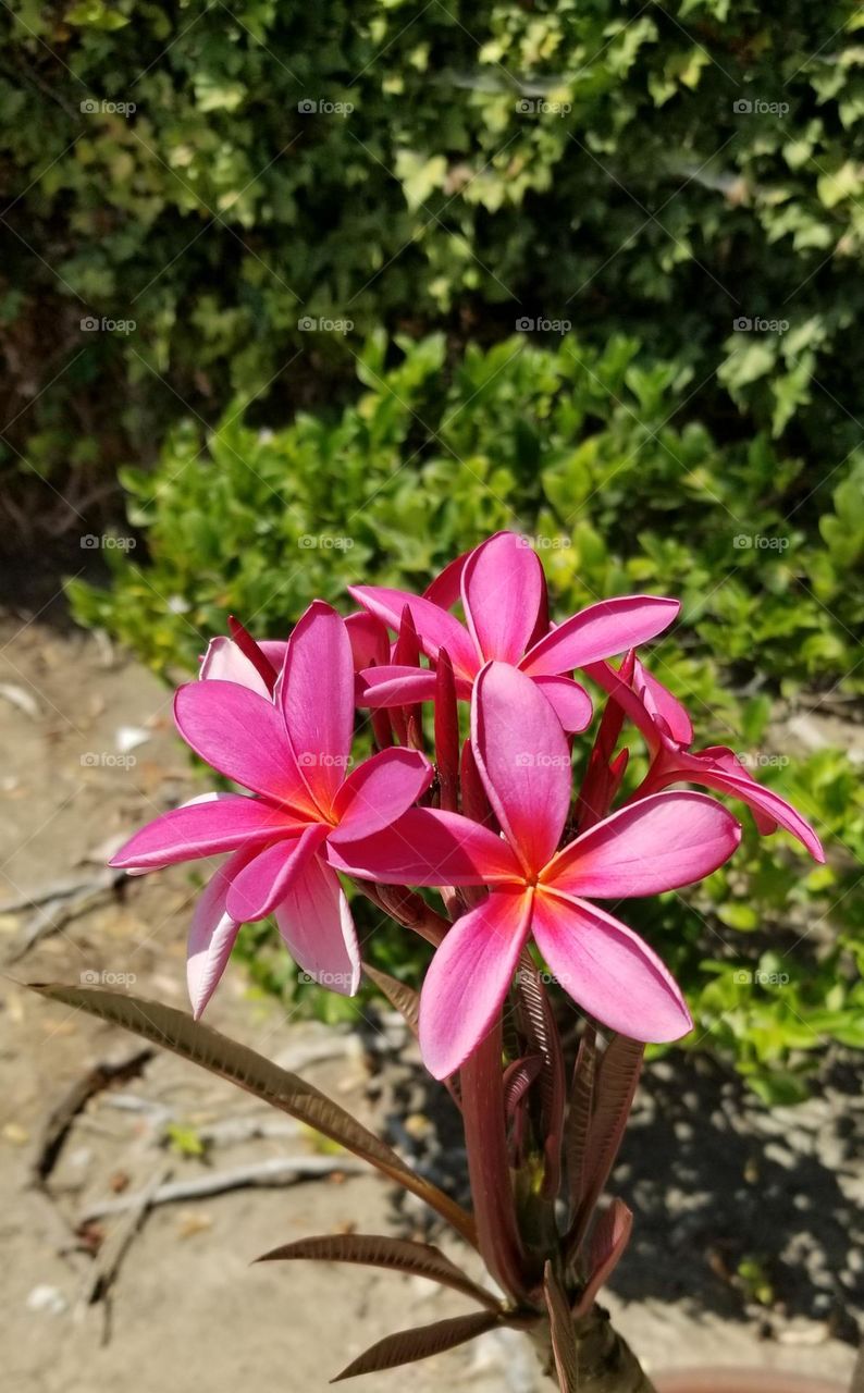 Pink flowers against a bright green boxplant hedge.