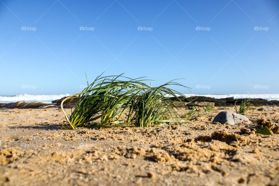 Grass growing in the sand at the sea side