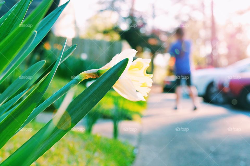 Nature, Summer, Flower, Blur, Leaf