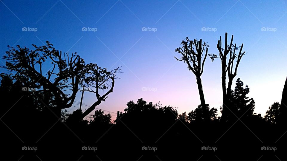 Sunset on  bare branches. Sun setting over bare branches.