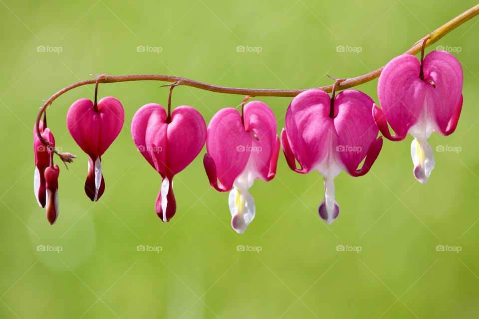 Beautiful pink bleeding heart flowers with green grass background 