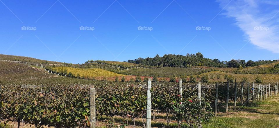 Vineyards in Bento Gonçalves, Rio Grande do Sul, Brazil, Vale dos Vinhedos