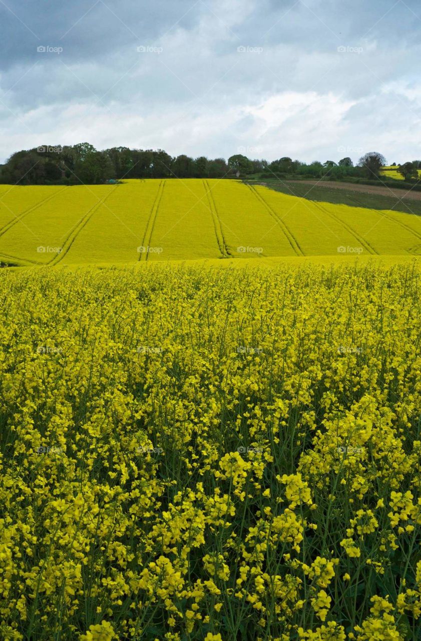 fields of Yellow
