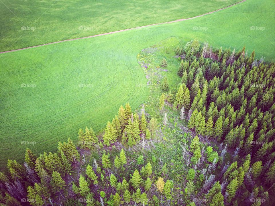 Aerial view of forest