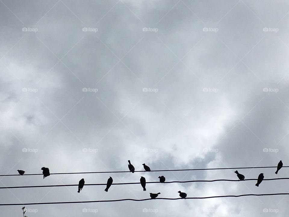 Gloomy sky and cheerful birds