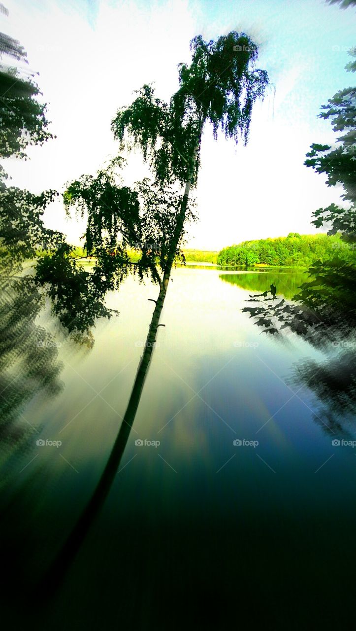 lake#birch#sky#clouds