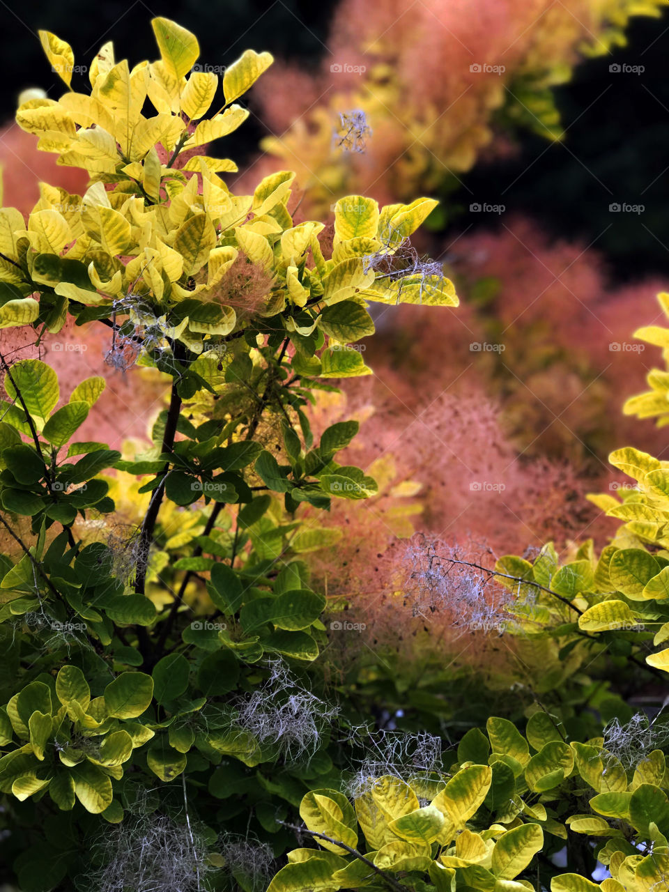 Closeup of a Golden Spirit Smokebush, (Cotinus coggygria), beautiful lime green leaves, coral & pink smoke, & silver grey stems exposed when the ‘smoke’ blows away! Stunning!