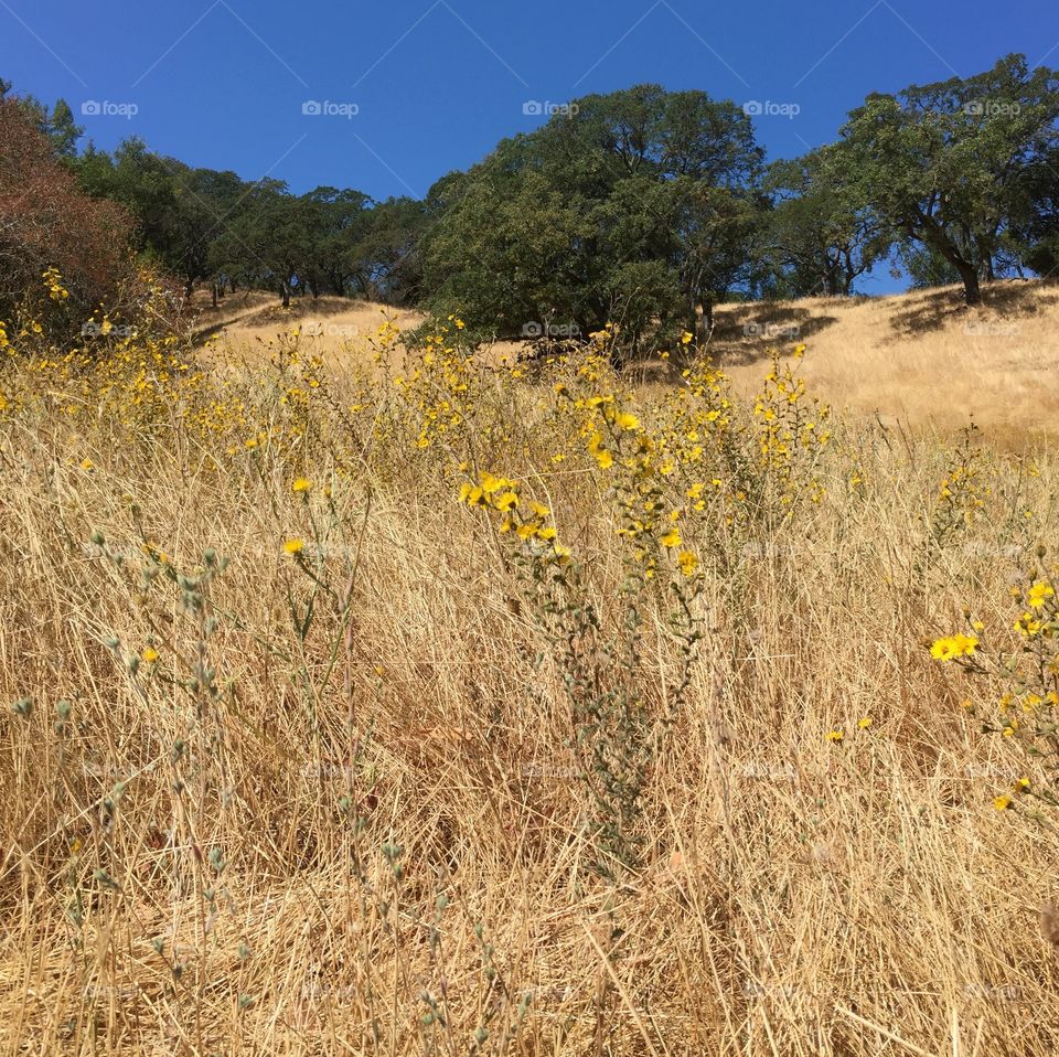 Dry grass. 