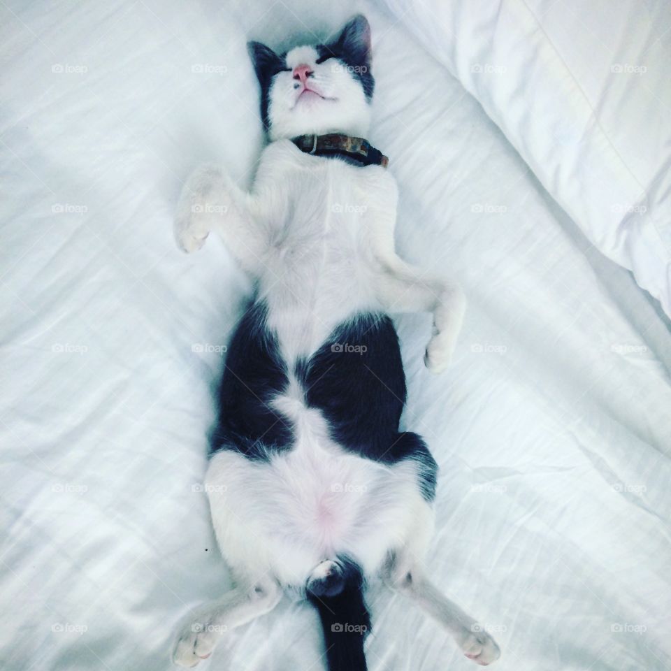 Cat nap . Cat nap 