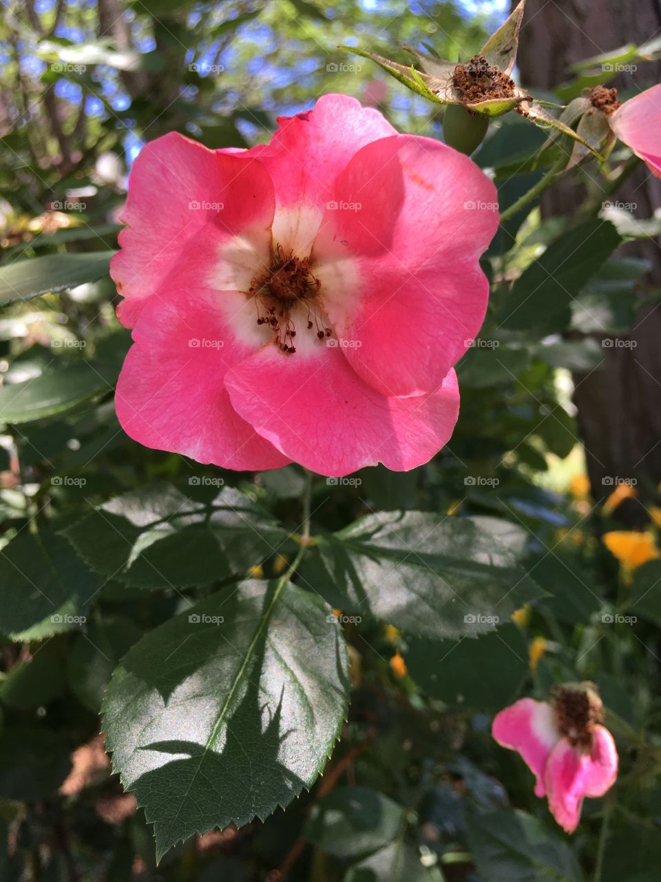 Pink hedge rose