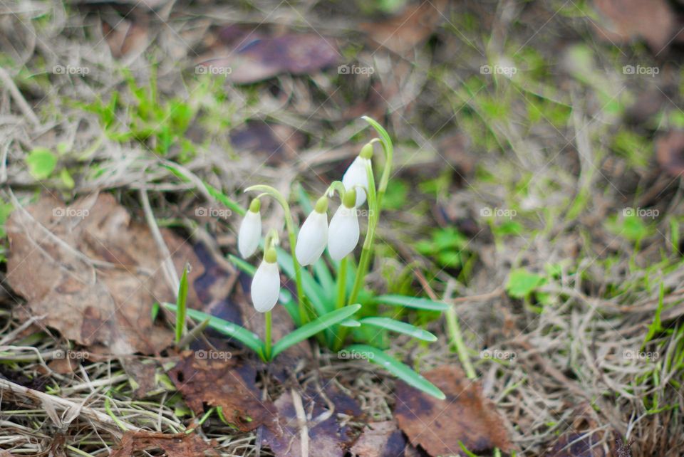 first flowers