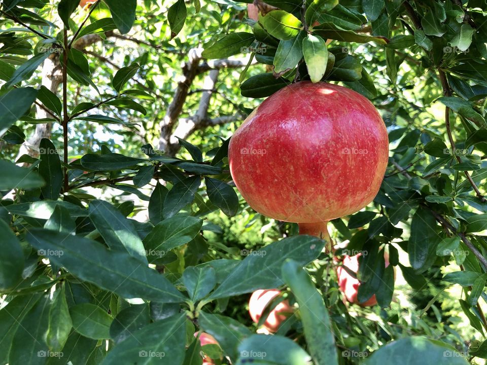 Pomegranate on tree