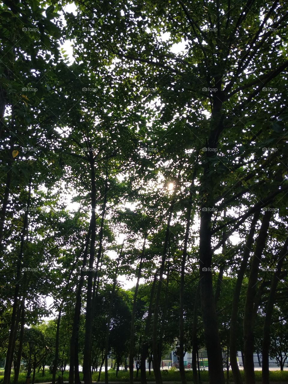 forest parkin the nature