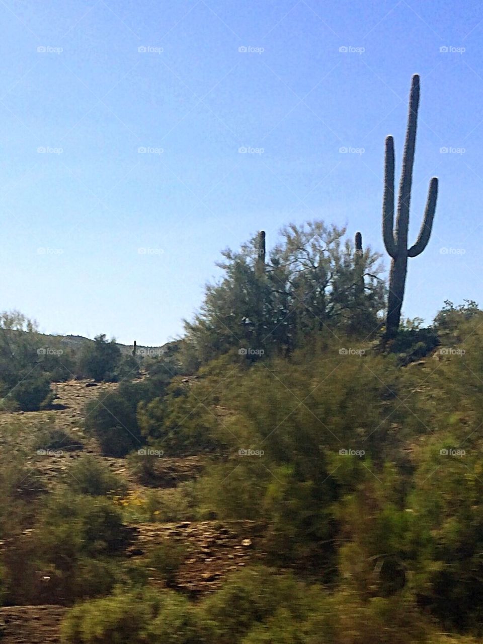 Desert Scenery