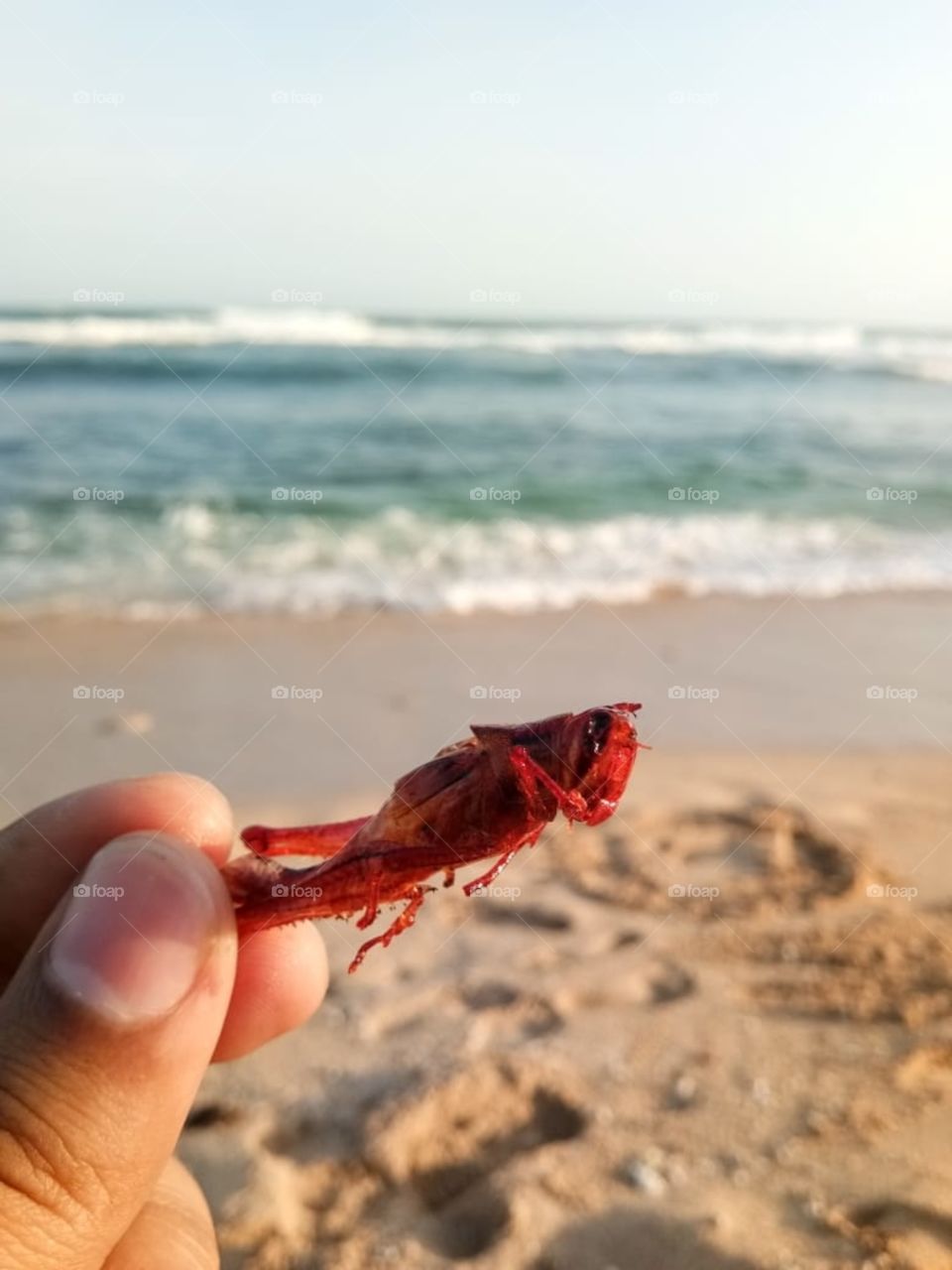 Fried grasshoppers from Yogyakarta are very tasty at eating on the beach