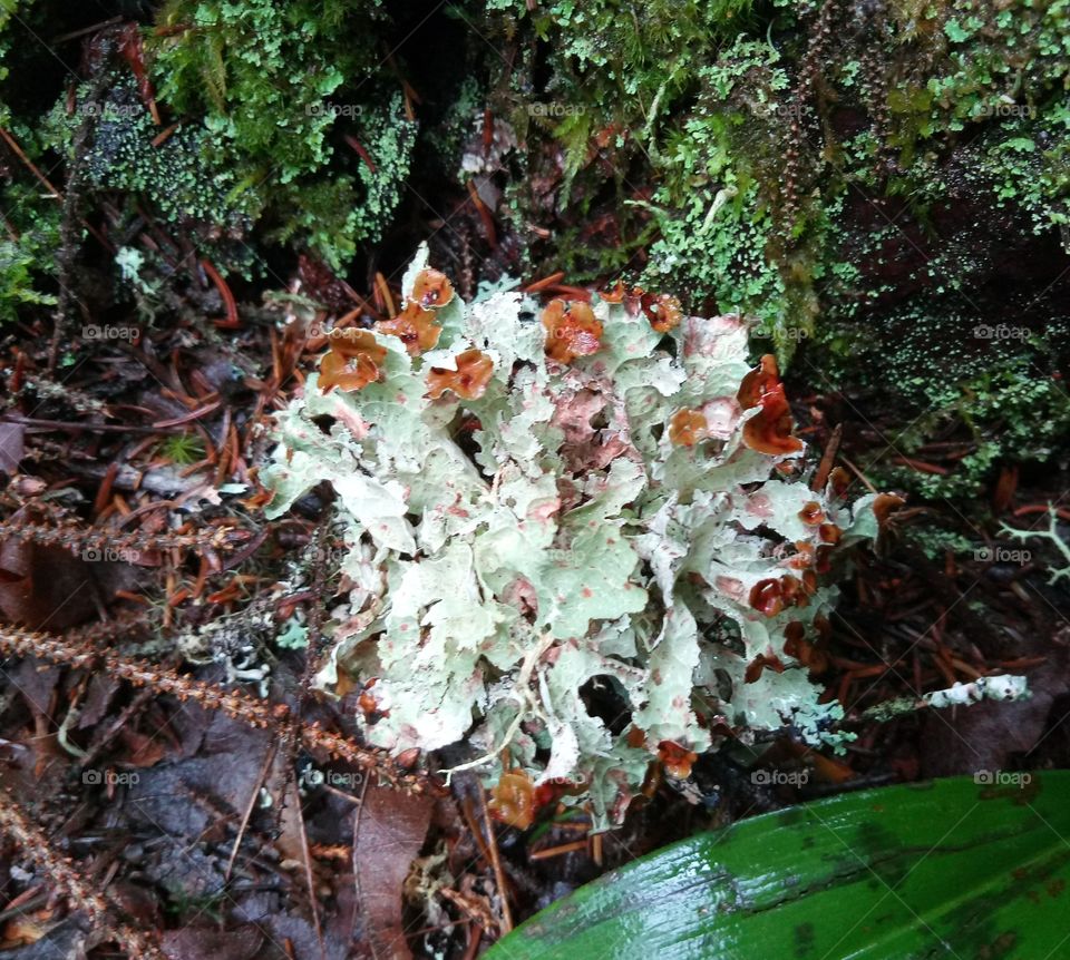 Lichen in a mixed forest.