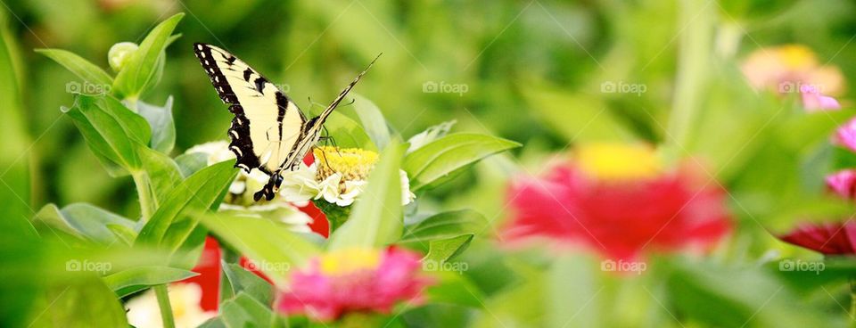 Perennial Butterfly