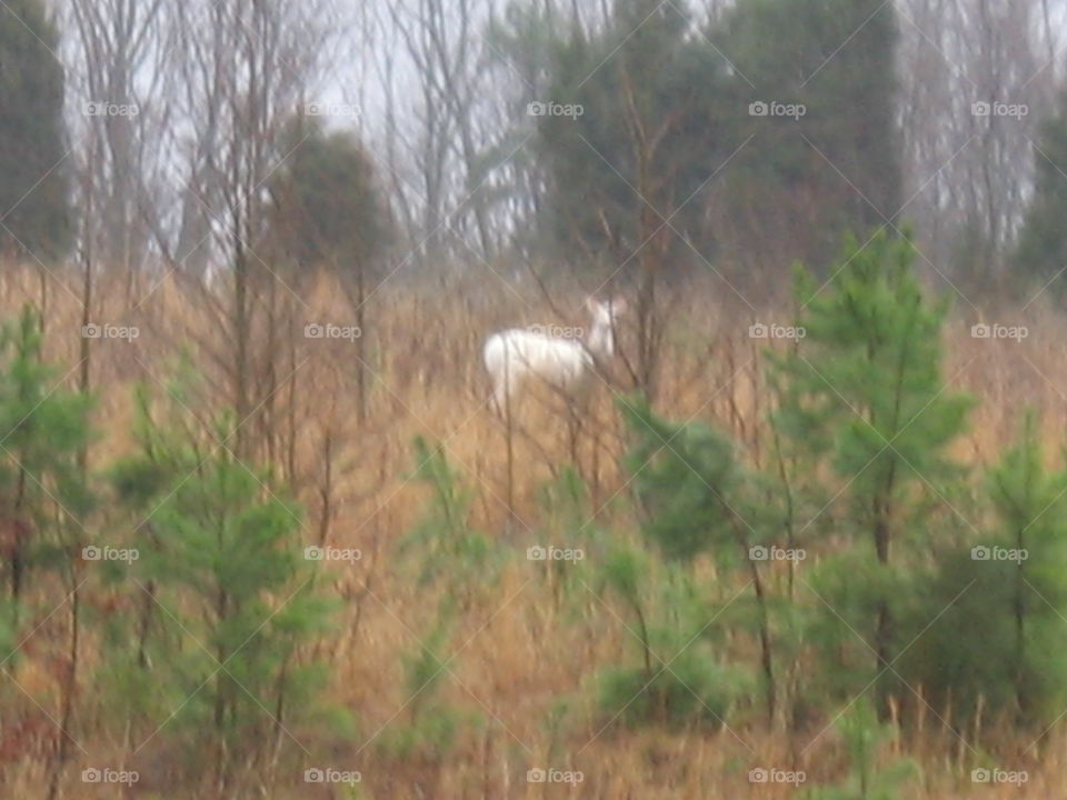 albino deer. albino deer side