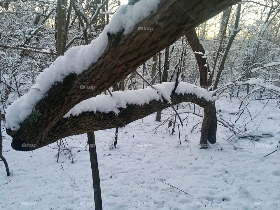 A snow covered snaky tree in the forest