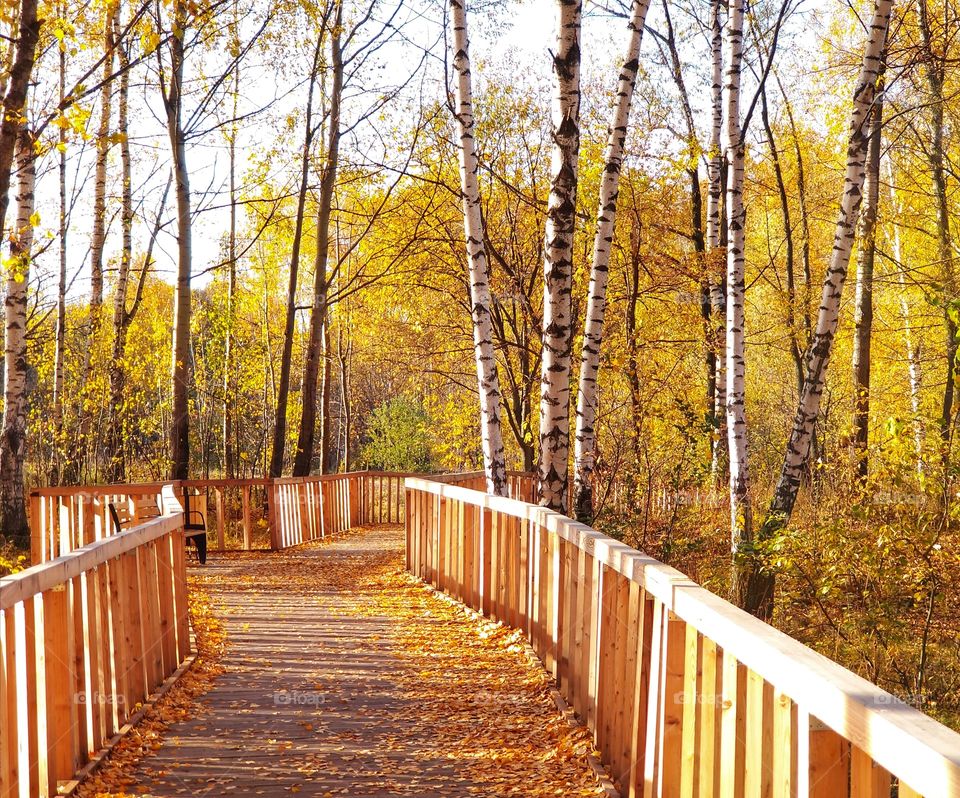 Golden Autumn in the birch grove