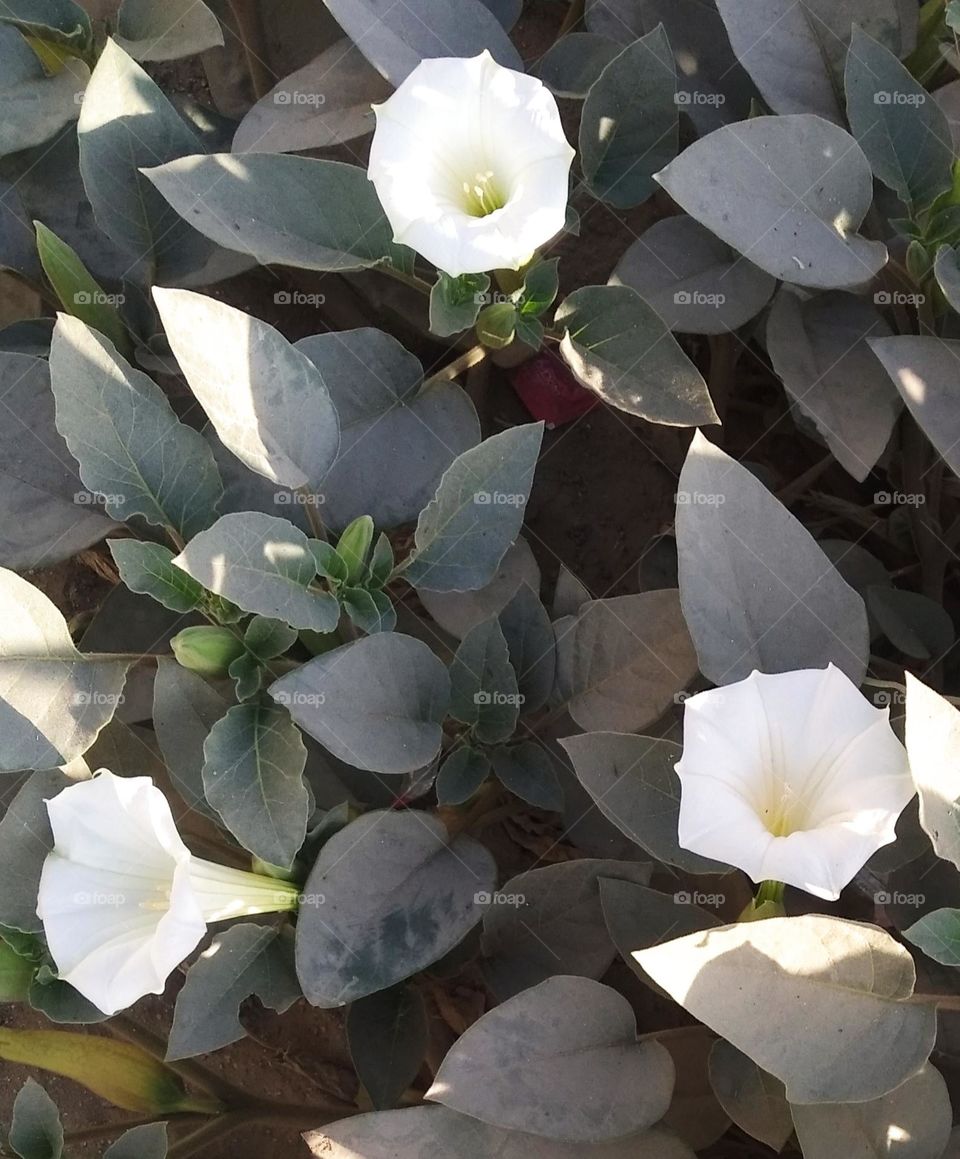 the Datura Flower white in colour looks very beautiful generally found everywhere fresh seasonal very poisonous species