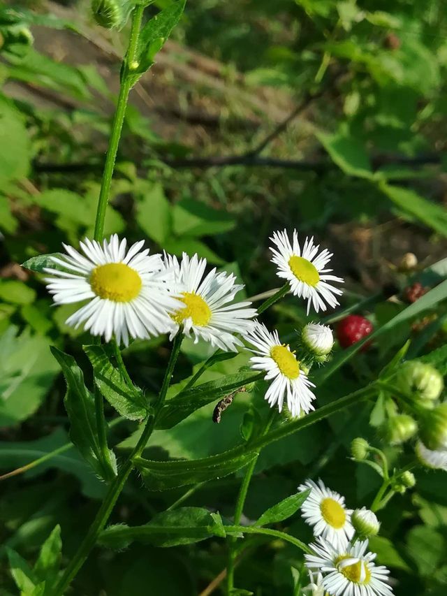 Yellow Flowers