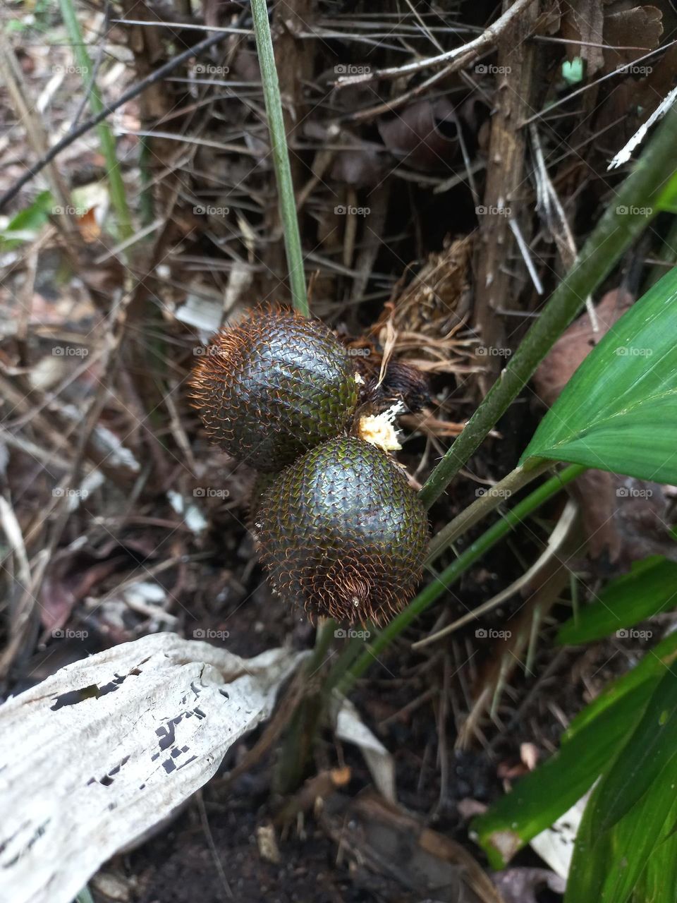 Salak is a type of palm fruit commonly eaten