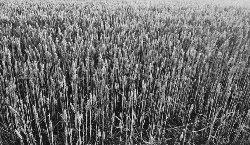 Barley Field b/w.