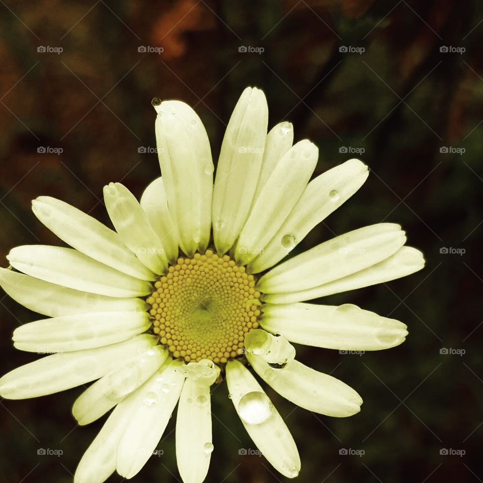 Daisy Dew Light