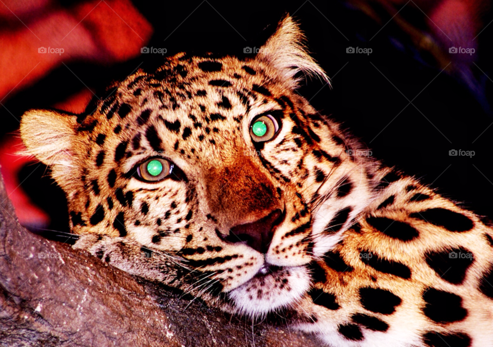 zoo flash leopard green eyes by delvec