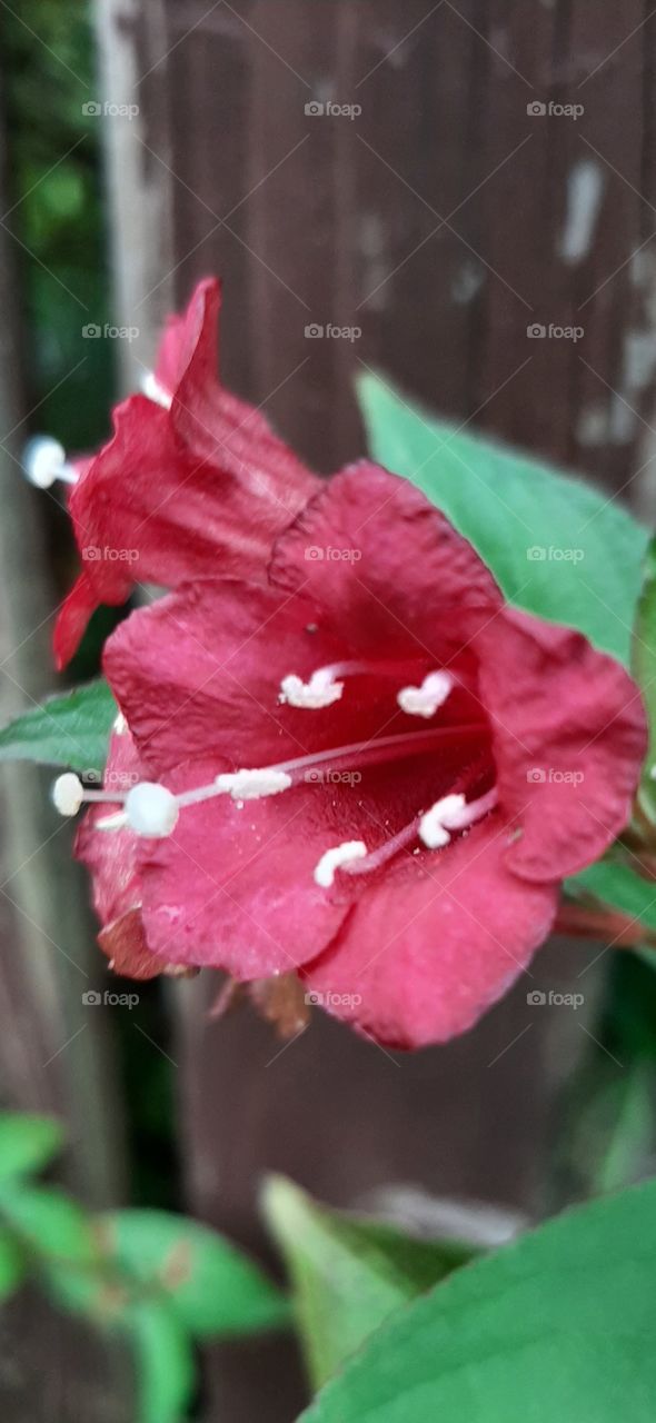 Nice weigela flower in atumn