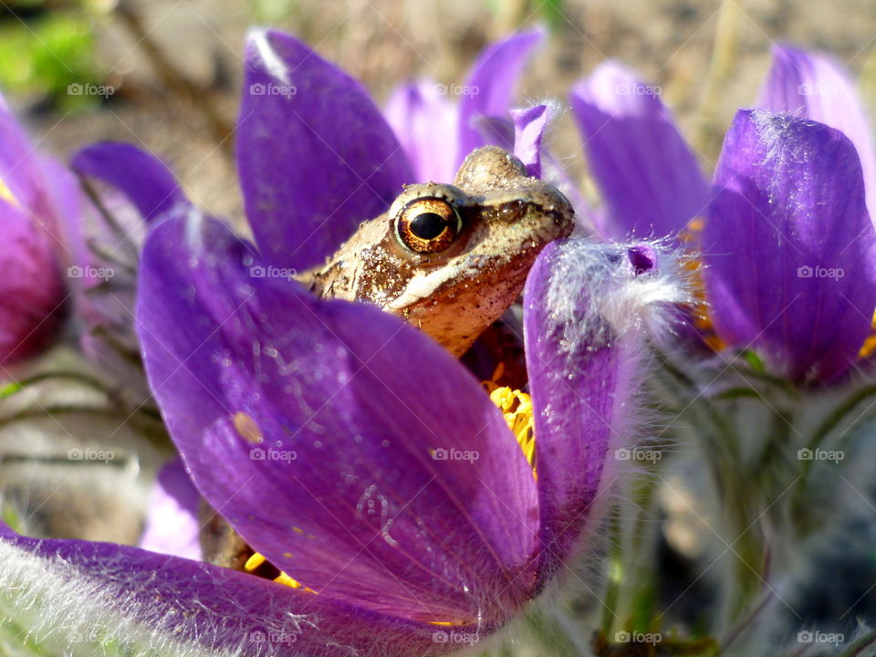 Frog in flower