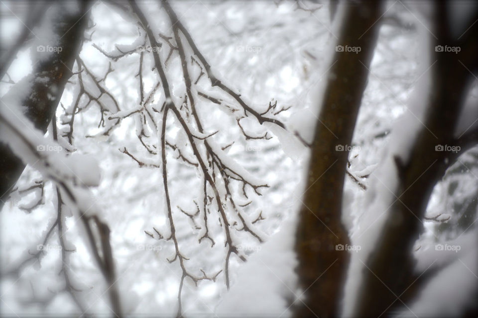 Tree snow