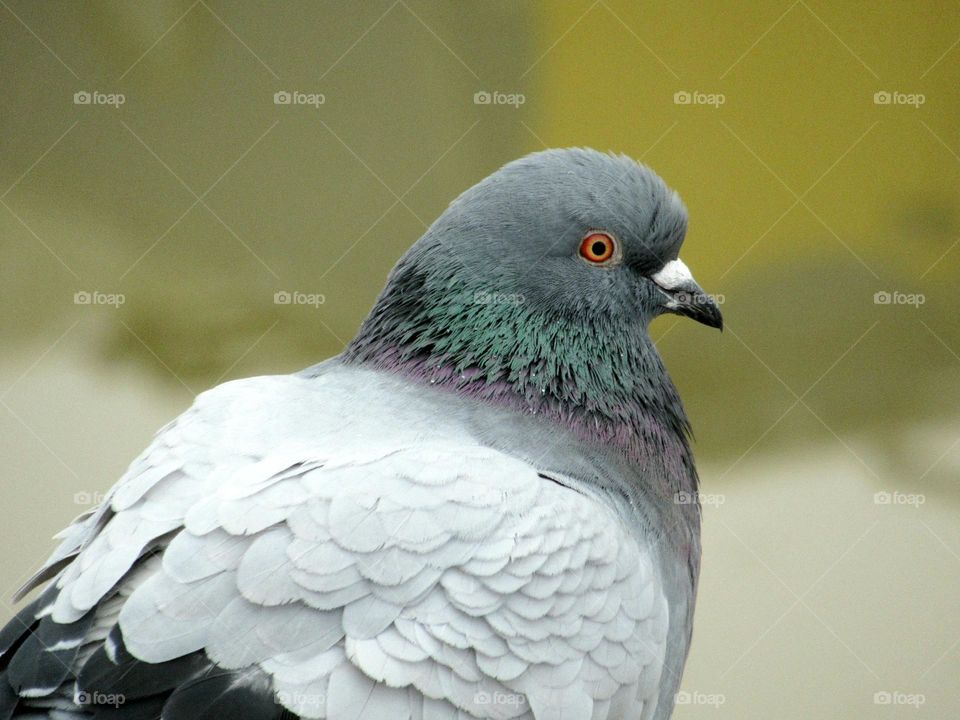 close-up photo of a pigeon showing fine details of its feathers