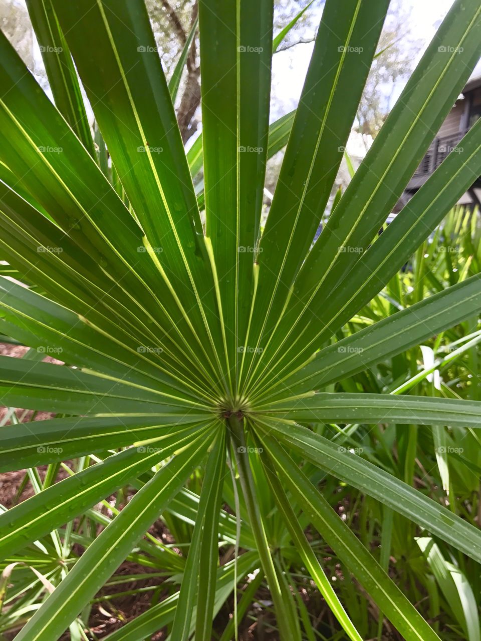 Palm Frond