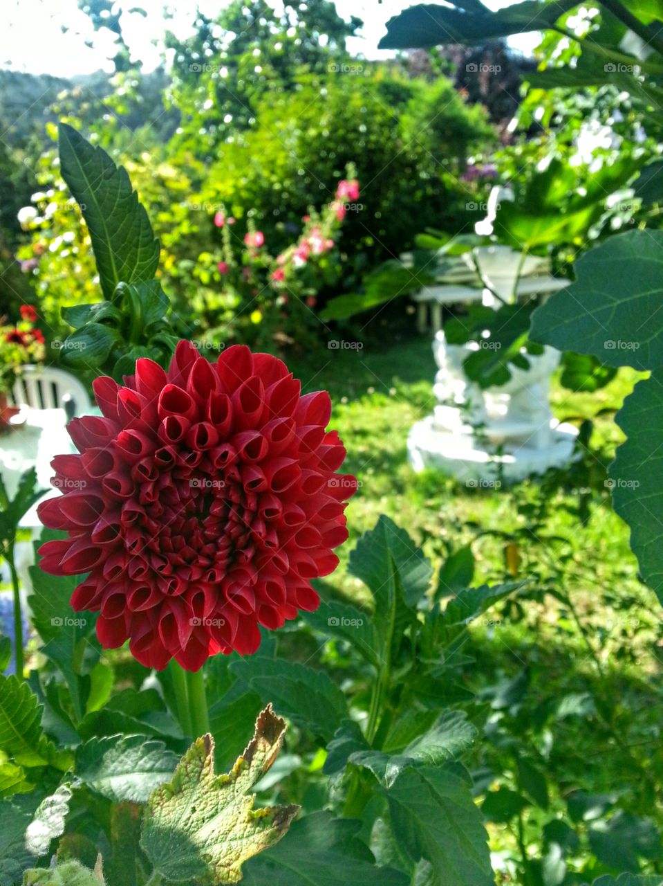 Dahlia in the garden