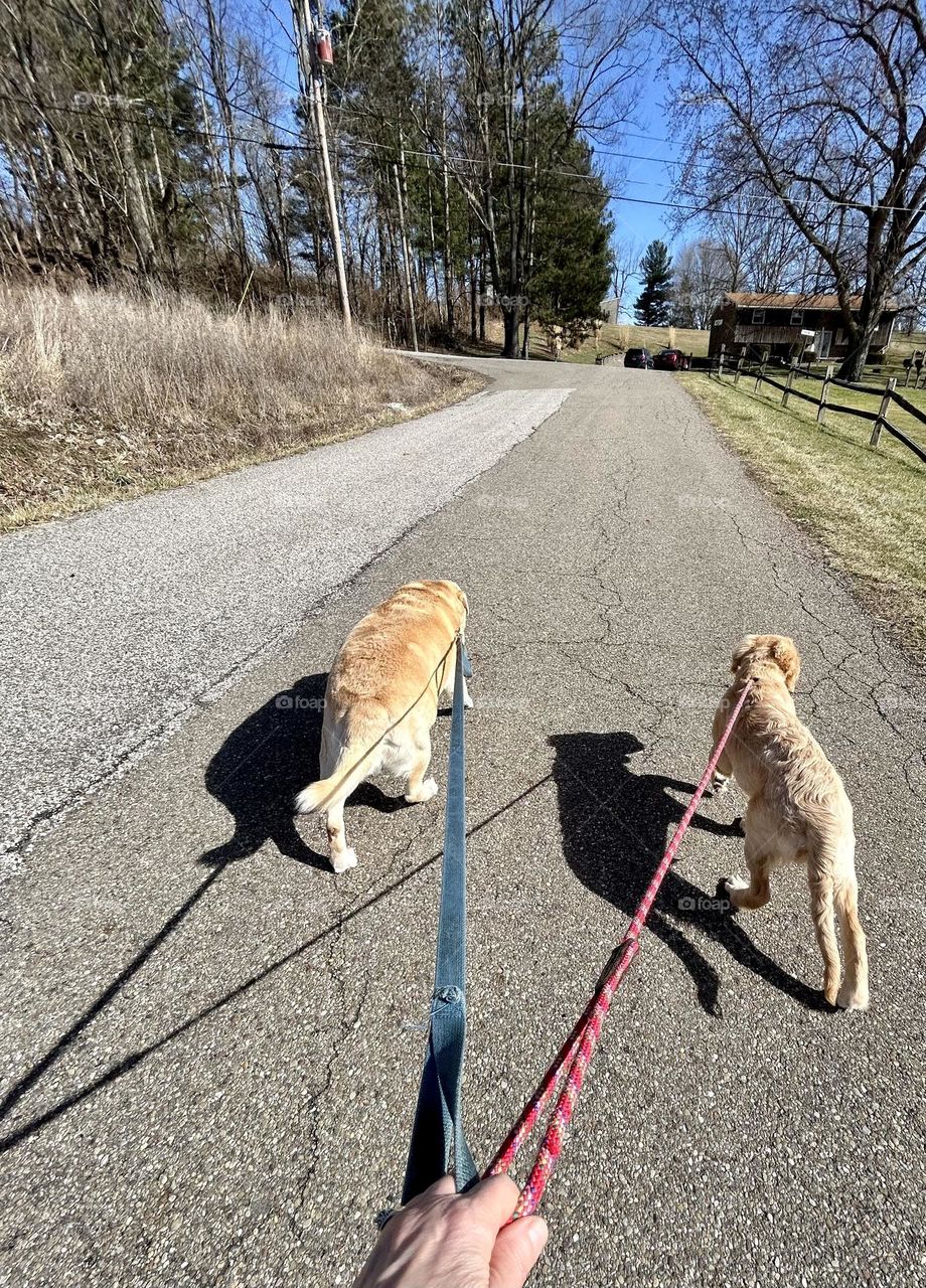 Two dogs going on a walk